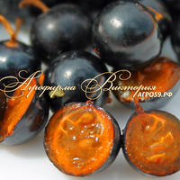 Смородина золотистая "АПЕЛЬСИНОВАЯ РАННЯЯ" (Россия) (КРУПНОМЕР! ОГРОМНЫЙ КУСТ, УРОЖАЙ В ГОД ПОСАДКИ) Смородина золотистая "АПЕЛЬСИНОВАЯ РАННЯЯ" (Россия) (КРУПНОМЕР! ОГРОМНЫЙ КУСТ, УРОЖАЙ В ГОД ПОСАДКИ)